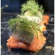Røget laks smørrebrød med røræg, urter og asparges Røget laks smørrebrød med røræg, urter og asparges